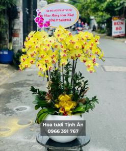Chậu hoa lan hồ điệp - Phát tài phát lộc